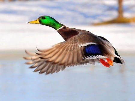 COLORFUL MALLARD - mallard, bird, duck, colorful, flying