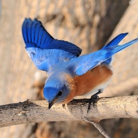 MALE BLUE BIRD