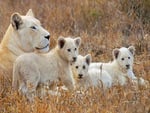 Ivory lions