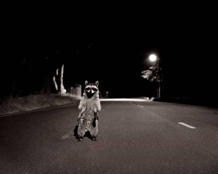 Highway Robber - bandit, night, highway, raccoon