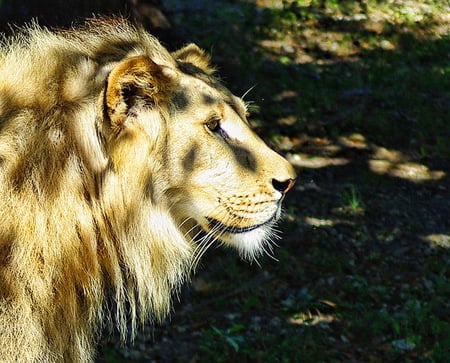 The King - white, male, lion, sunlight, forest, cat, king of beasts, gold