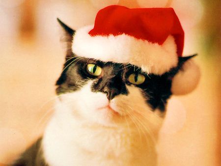 christmas cat - animal, hat, cat, christmas, eyes