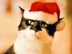 christmas cat