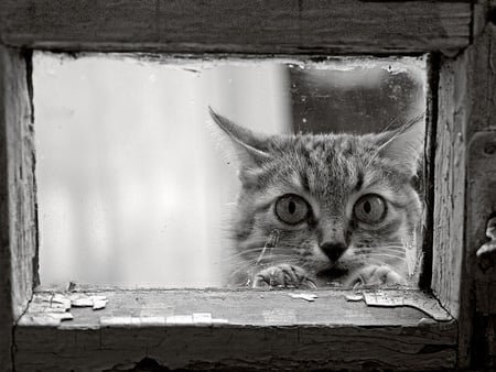 Knock,knock - nice, photography, animals, cats, cute