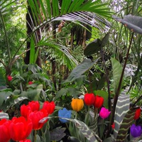 Jungle Tulips