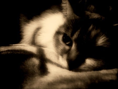 Bored lady-cat - asya, cat, bored, sepia