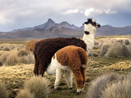 Lama with Calf - lama, calf, picture, cool