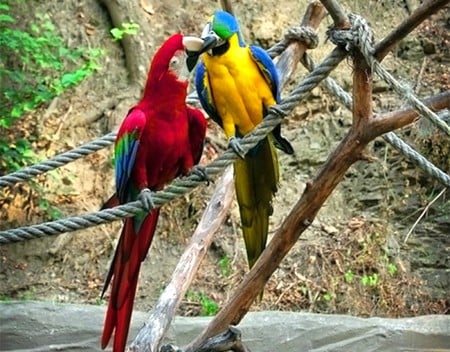 Parrots Love - parrots, picture, beautiful, colors, love