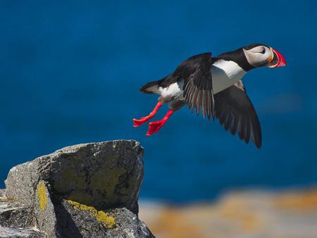 flight - bird, animal, nature, fly, flight, wild