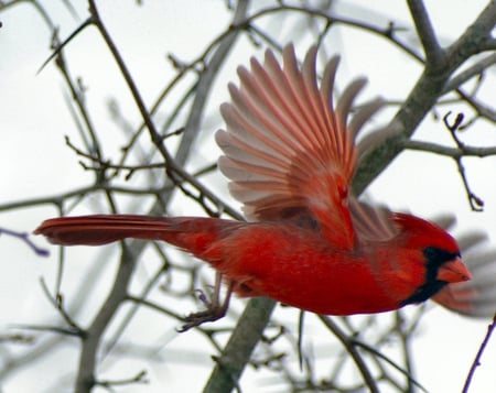 flight - cardinal, red, wings, flight, bird