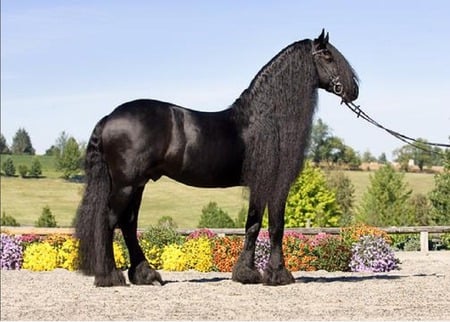 Proud To Be Me - beauty, proud, black, horse