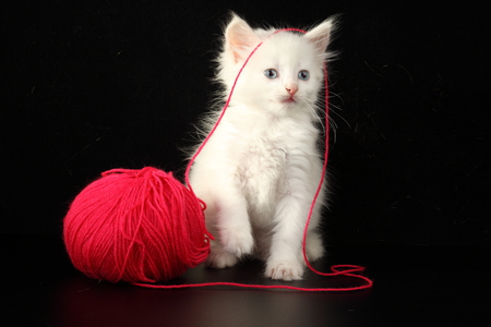 kitten - nice, cat, photography, black, kitten, white, cool, baby, beautiful, animal, sweet, photo, little