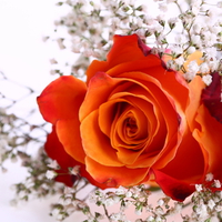 rose