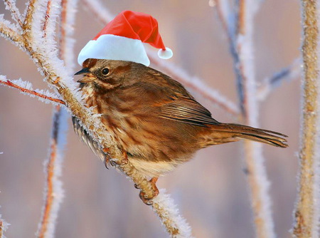 Getting in on the action - branches, snow, winter, christmas, bird, santa hat