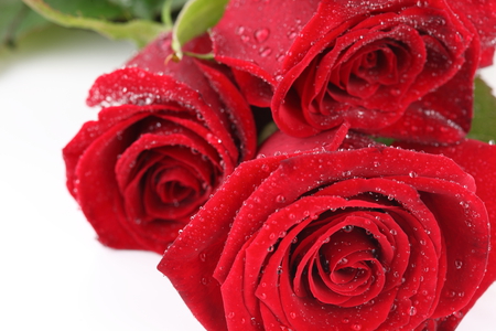 red roses - nice, roses, photography, wet, bouquet, elegant, rose, cool, red, beautiful, romance, flowers, photo, flower, drops, harmony