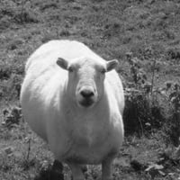 welsh sheep