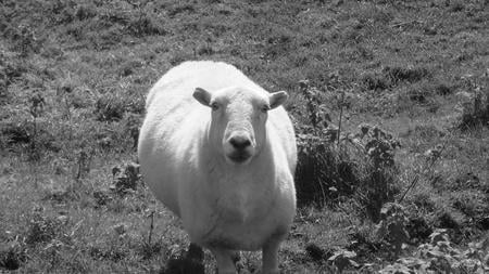 welsh sheep - black, white, animal, sheep, wales