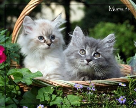 Sweet kittens in basket - basket, pet, animal, kitten, feline, garden, cat