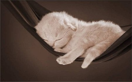 Kitten on brown hammock - animal, hammock, kitten, pet, cat, feline