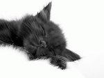 Black kitten sleeping