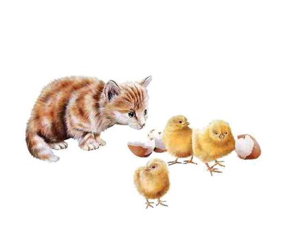 Kitten and chicks - chick, animal, kitten, pet, cat, feline