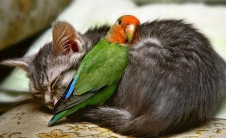 kitten and parrot - cat, parrot, animal, feline, pet, bird, kitten