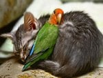 kitten and parrot