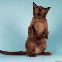 Brown cat