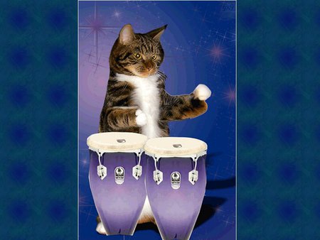 Musician cat - animal, kitten, pet, cat, musician, feline