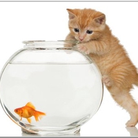 Cat and fish