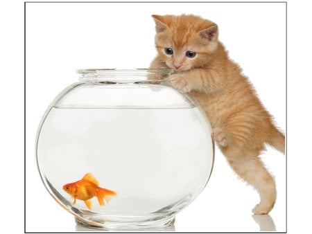 Cat and fish - cat, animal, feline, fish, pet, kitten