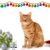 Christmas kitty