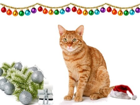 Christmas kitty - ball, animal, cat, christmas, decoration, holiday, kitten, pet, feline