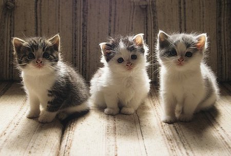 Cute brothers - animal, kitten, pet, cat, feline, brother