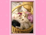 Baby kittens in basket