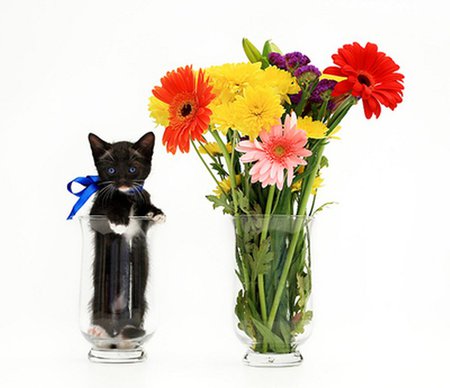 Kitten in vase - flower, animal, kitten, pet, cat, vase, feline