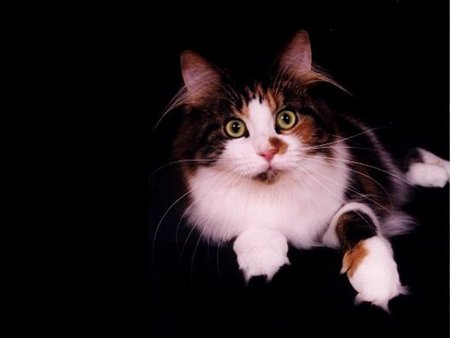 Sweet cat on black background - animal, black, kitten, pet, cat, feline