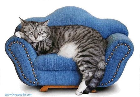 Resting on the couch - cat, rest, animal, feline, pet, couch, kitten