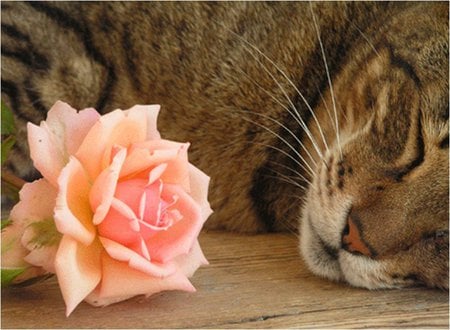 Watching your rose - cat, animal, feline, pet, rose, flower, kitten