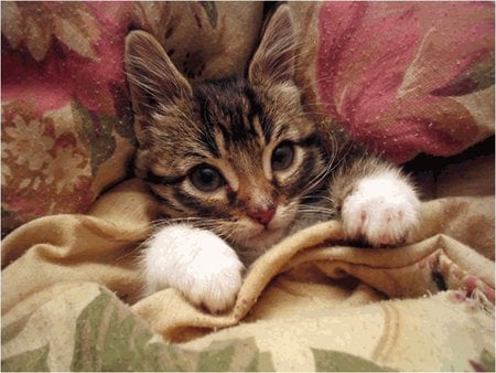 At bed - cat, animal, feline, pet, kitten