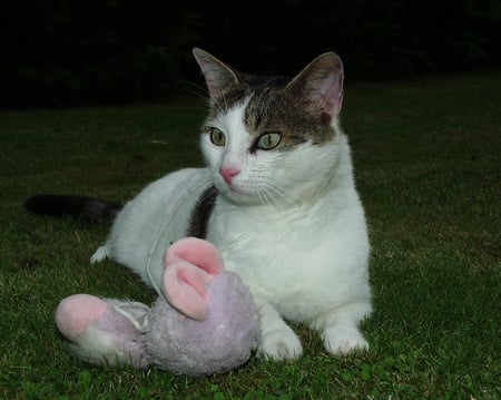 With my favorite toy - toy, animal, kitten, pet, cat, feline, grass