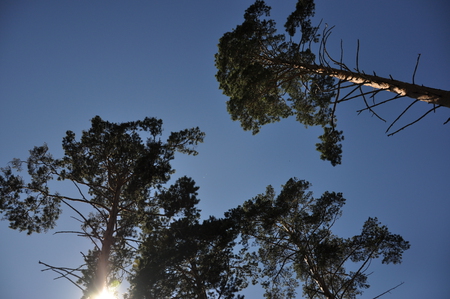 the pine trees - pine, pine-tree, forest, tree