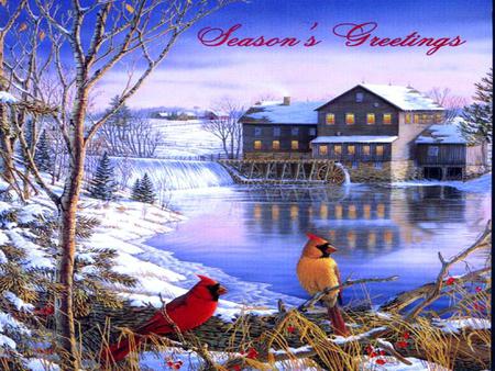 Cardinals - animal, cardinals, birds, season greetings