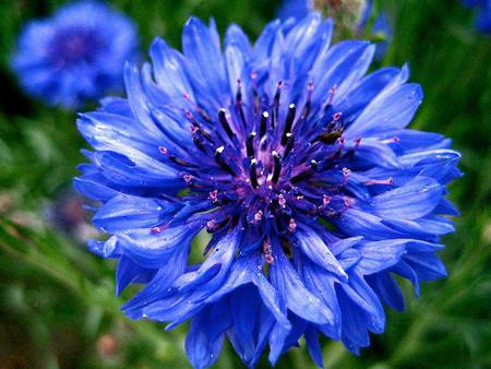 Flower - leaves, flower, nature, blue