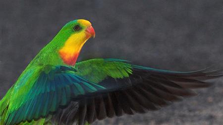 Parrot - animal, wings, bird, parrot