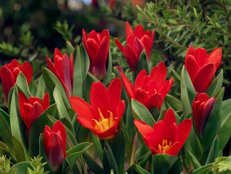 Tulips - flowers, leaves, nature, tulips