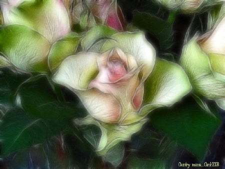 Rose bud - flower, nature, rose, petal