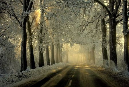 Winter morning - trees, winter, road, snow, morning, light