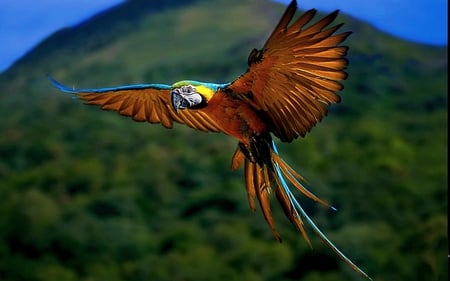 parot - flying, forest, feathers, birds