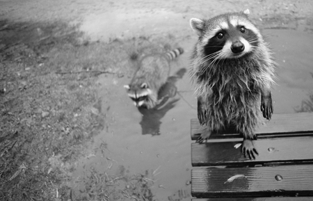 racoons - racoons, grey, camera, animals